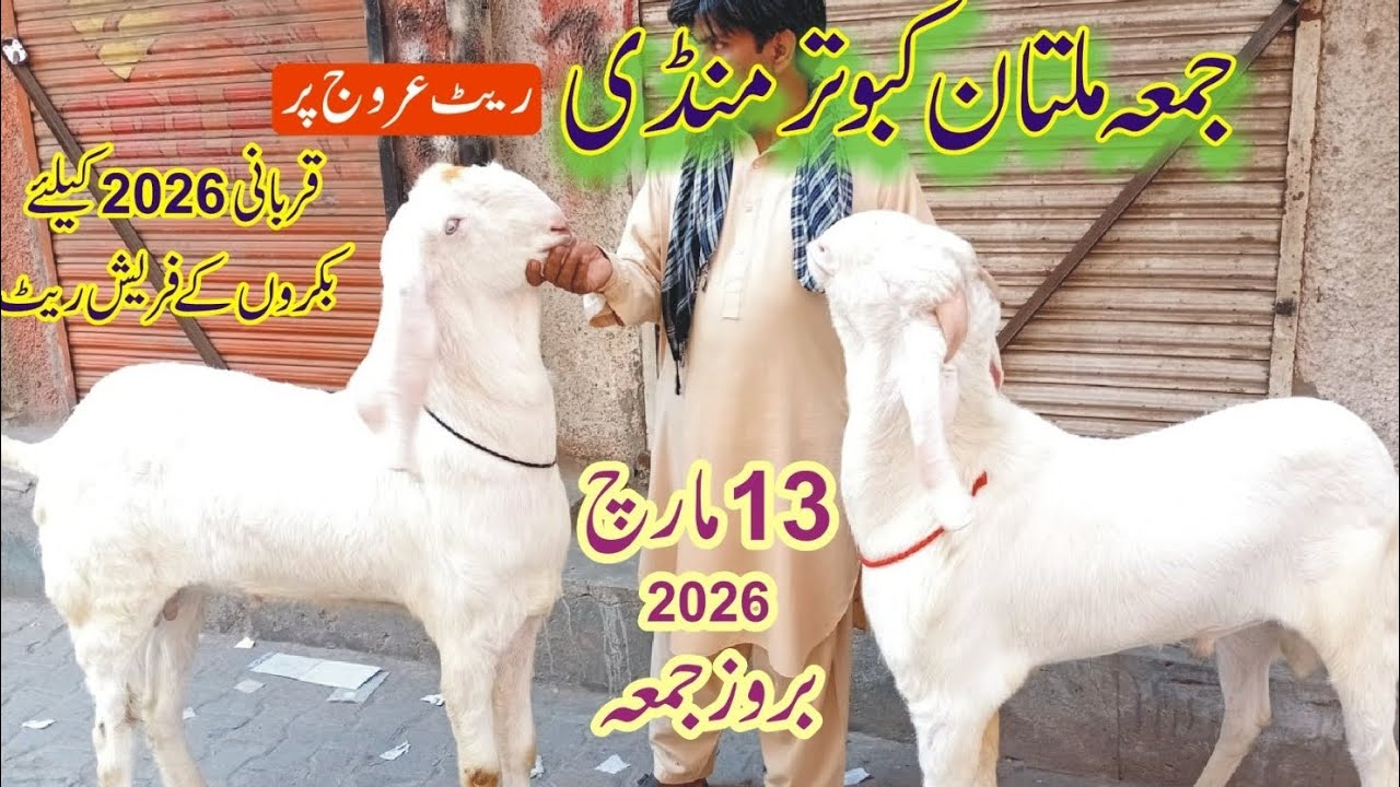 Jumma multan kbutar mandi updated qurbani 2026/13 March 2026/cell 0304_9096494 