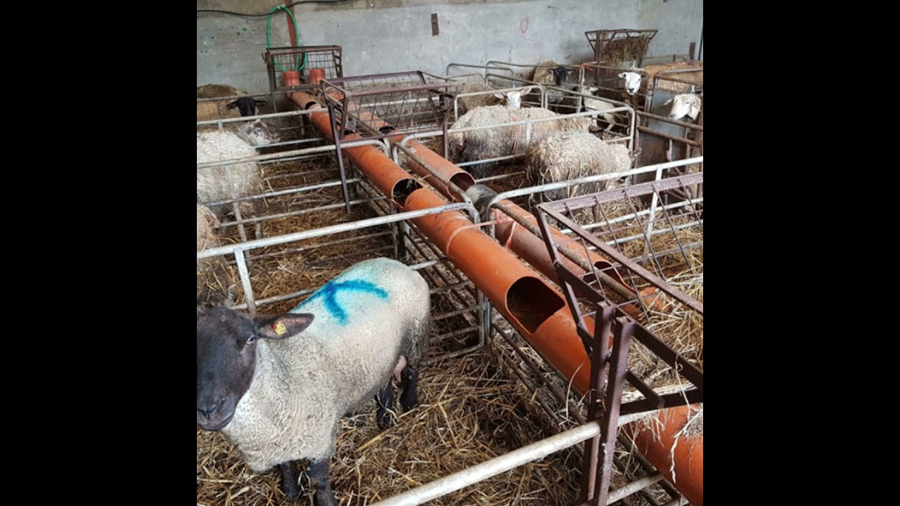 Teagasc’s Labour on Sheep Farms Survey