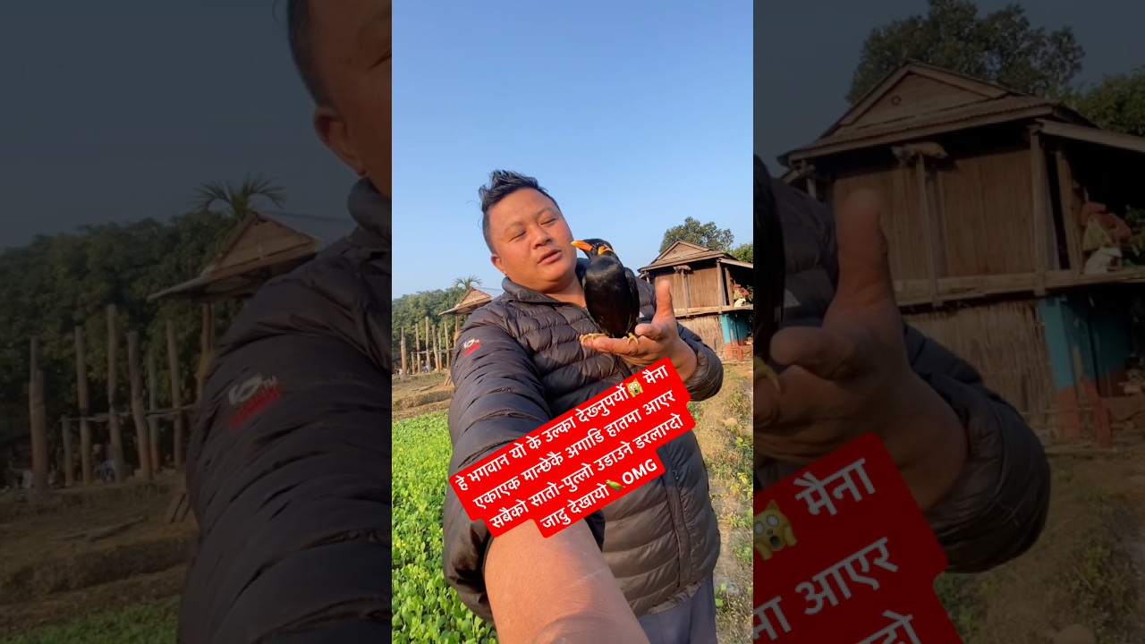 मैना एकाएक मान्छेकै अगाडि हातमा आएर सबैको सातो-पुत्लो उडाउने डरलाग्दो जादु देखायो🦜|| Birds