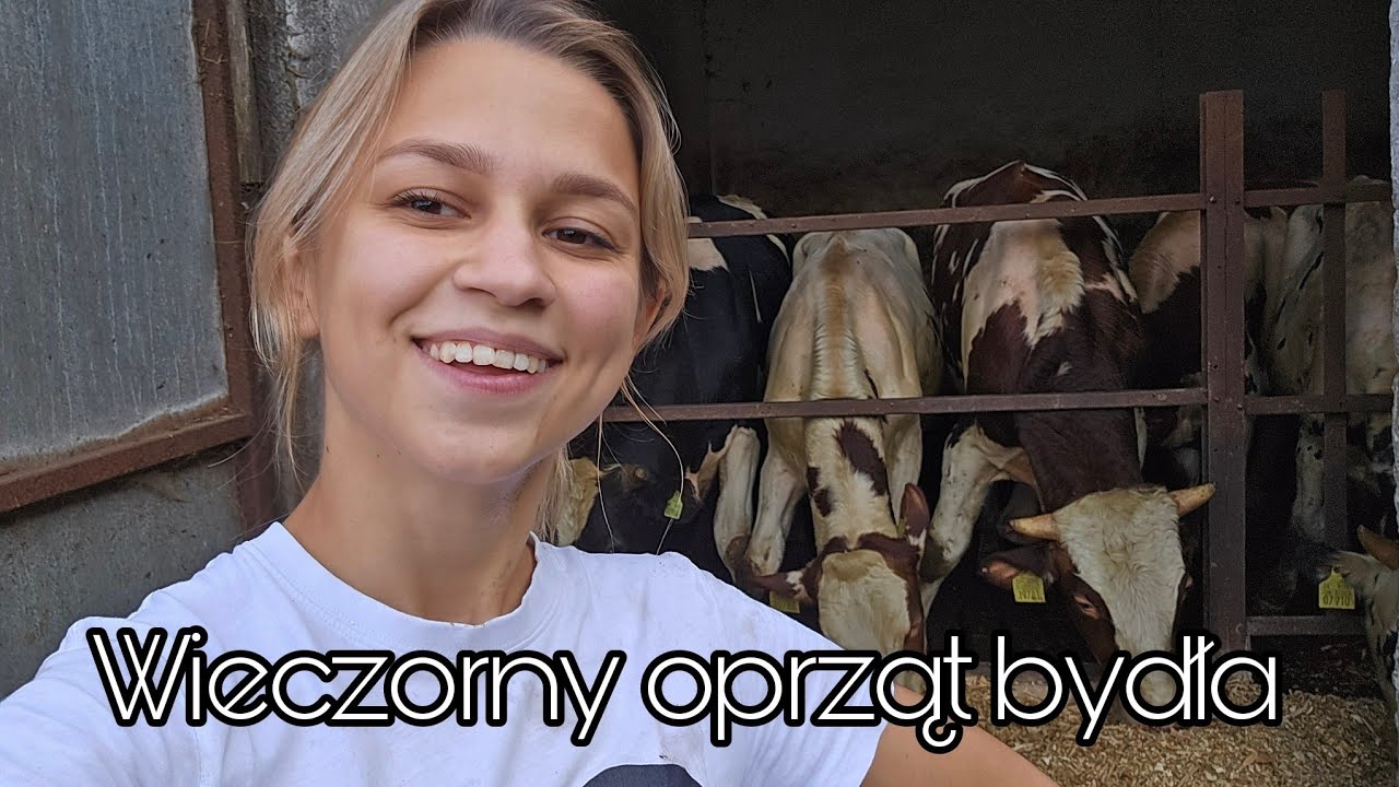 ★Wieczorny oprząt krów i byków★Codzienne obowiązki na Kaszubach★