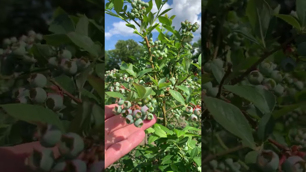 DiMeo Blueberry Plants Yield More Pounds of Blueberries