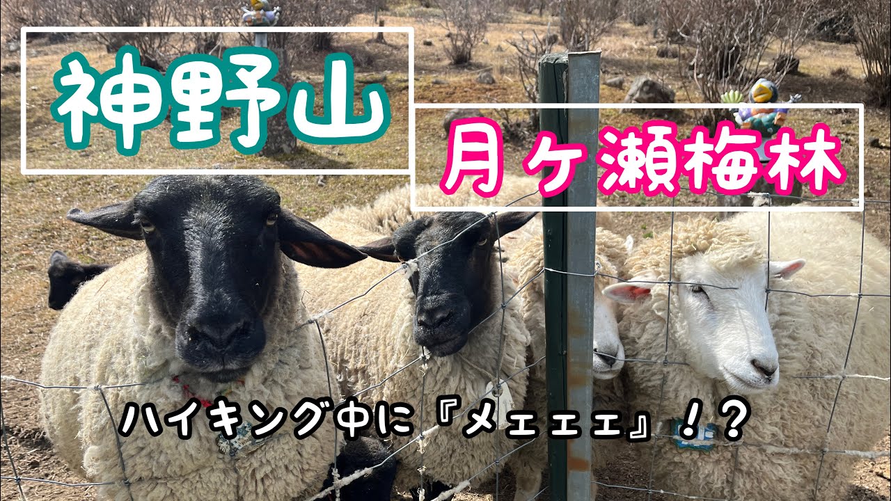 【観光･ハイキング】神野山めぇめぇと月ヶ瀬梅林✿