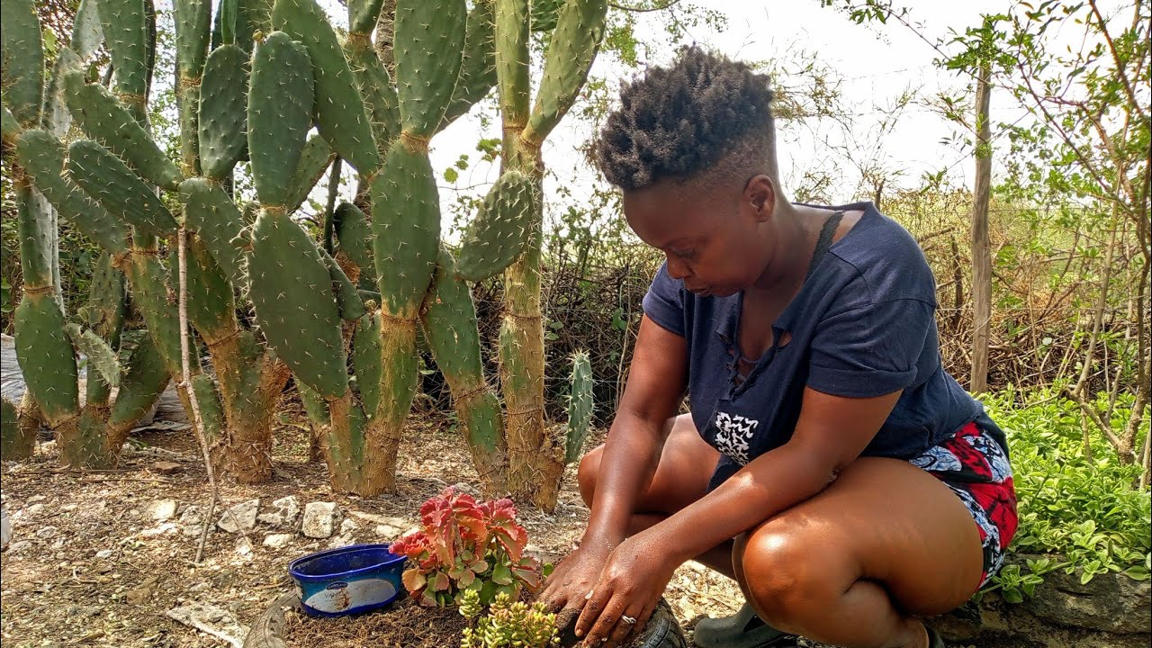 LOW MAINTENANCE plants bring life to my FRONT YARD | 5 years living OFF Grid