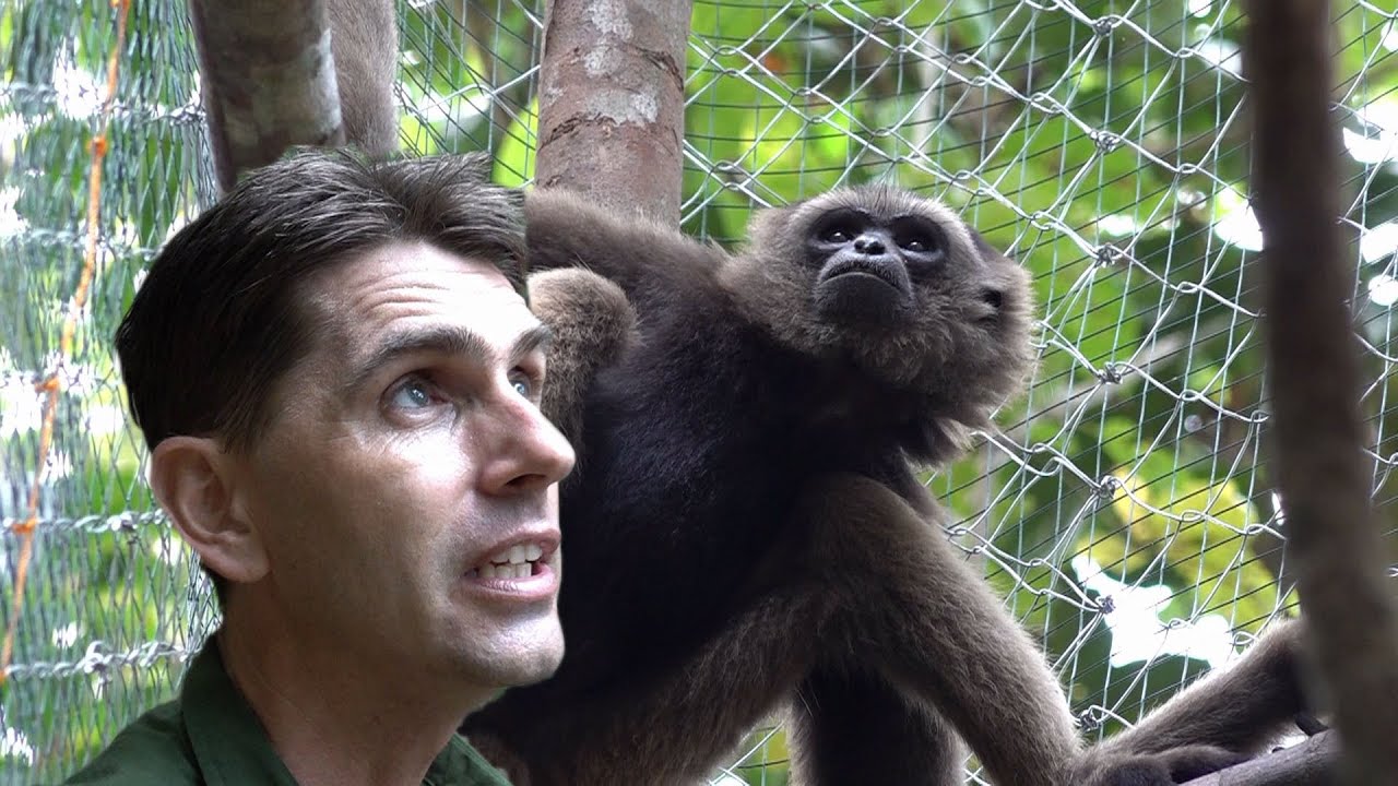 UN GIBBON SEUL PEUT IL RETROUVER LA LIBERTÉ ? [ We try to release a gibbon alone]