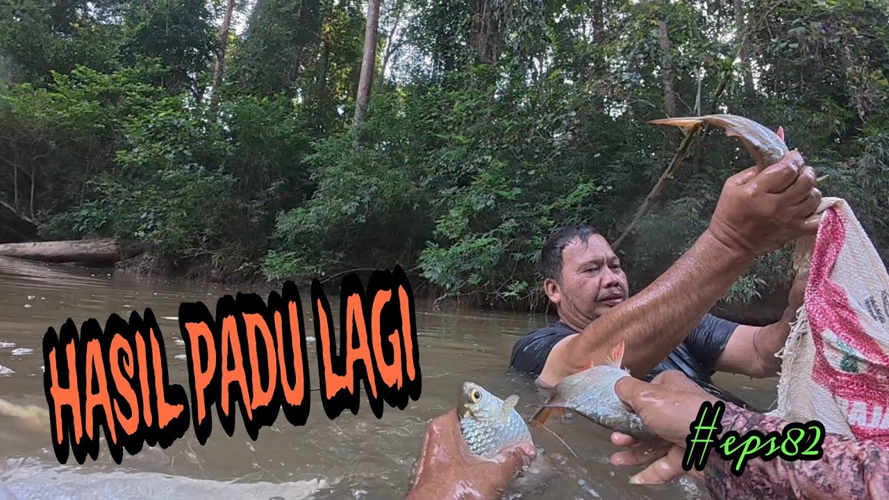 Tahan jaring ikan sungai / hasil padu lagi pesta lagi. (#eps82)