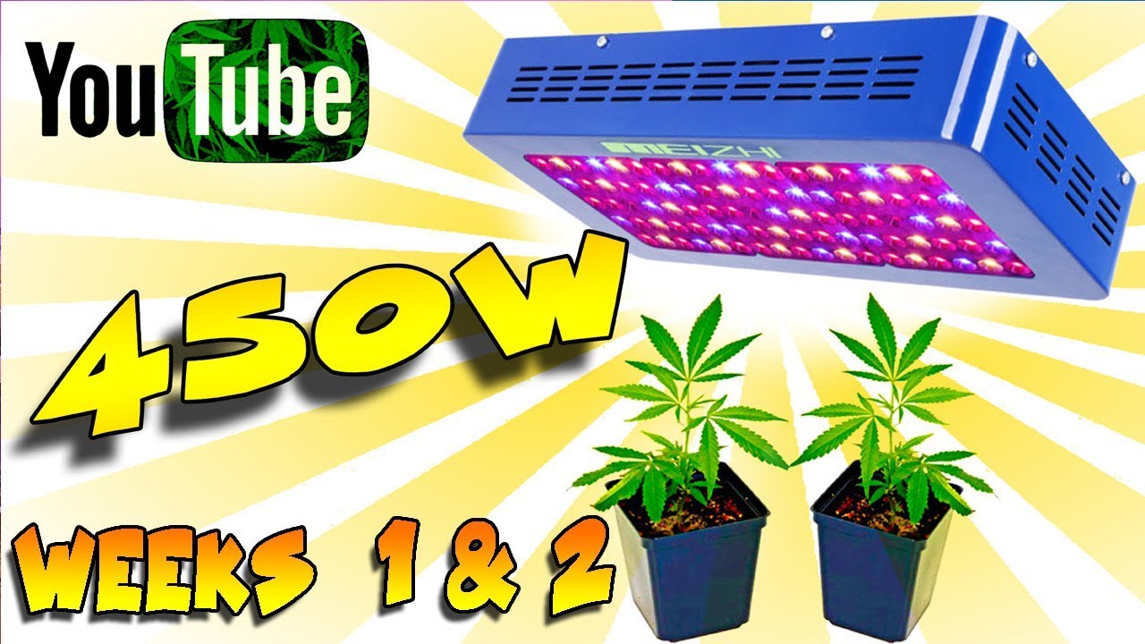 White Widow AutoFlower - Crop king seeds (Weeks 1 & 2) Meizhi 450w - Starting Out