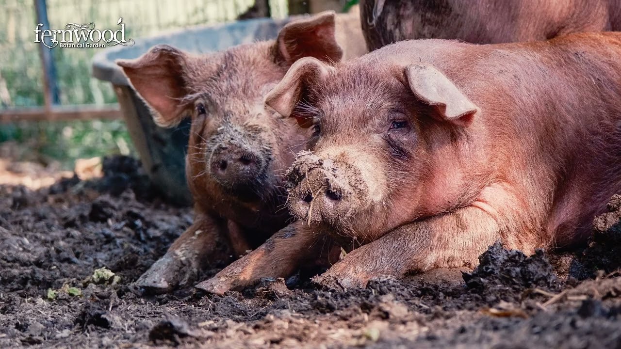 What is Verdant Hollow Farms?