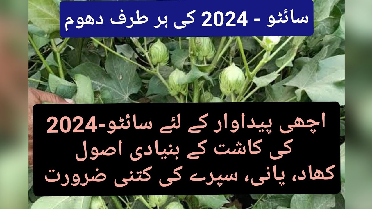 Cotton seed CYTO-2024 / CYTO-549 or velvetty ll Critical points for better production of CYTO-2024