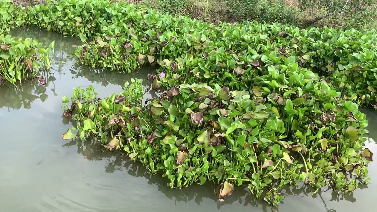 lên hàng đầu năm ae ơi 