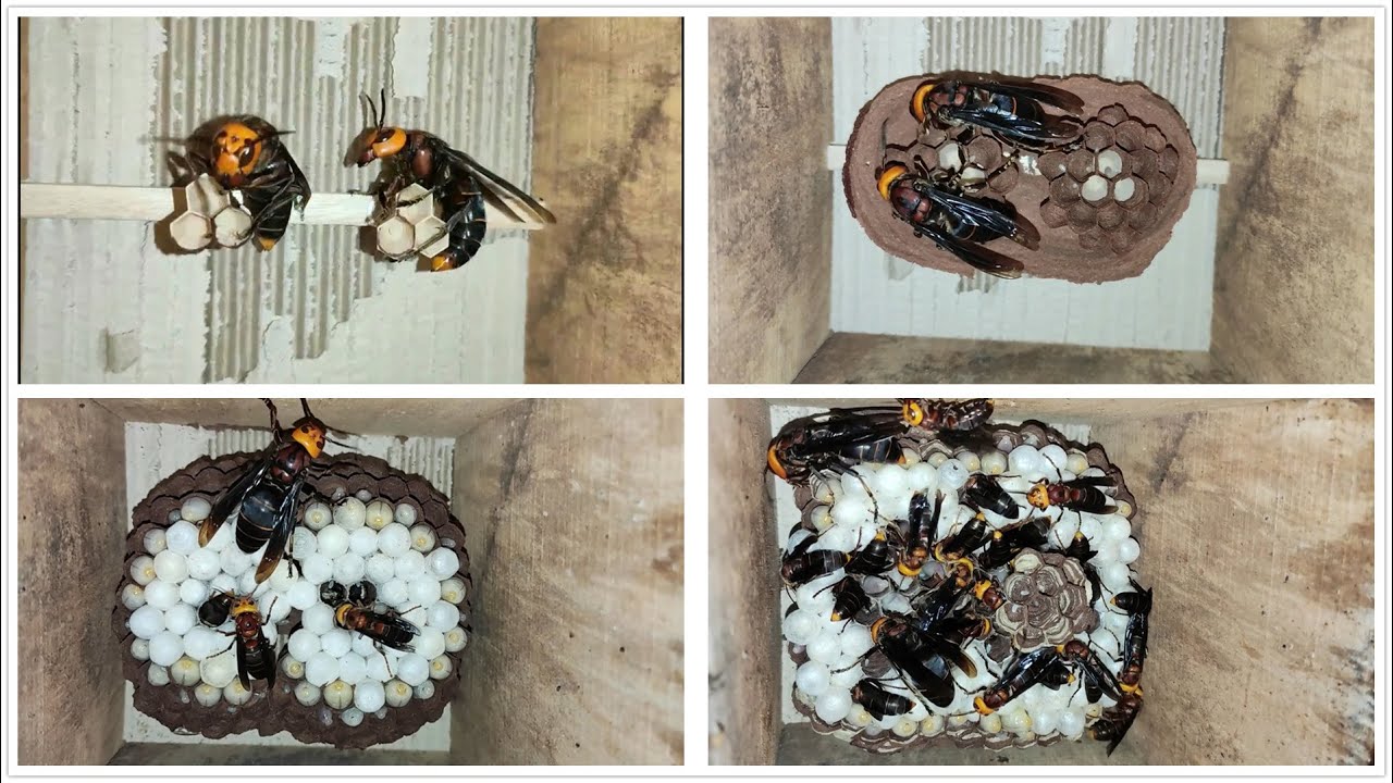 HAVE A CLOSER LOOK HOW MURDER HORNET MAKE NESTS,VESPA MANDARINIA,ASIAN GIANT,WASP NEST