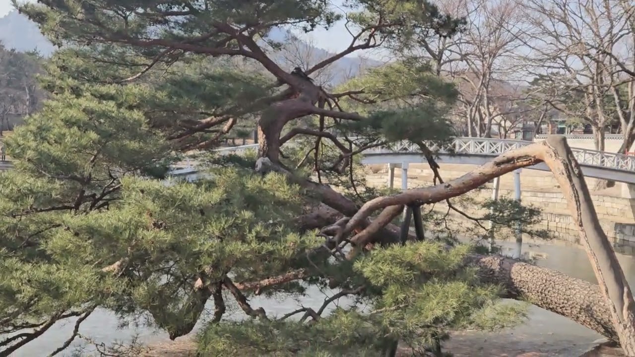 경복궁[26.01.17]향원정일원💖다음 춘하추동카페TV💖