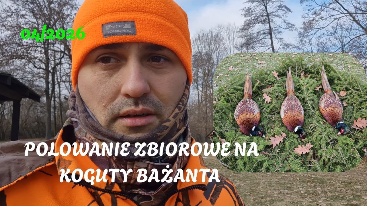 LEŚNE MYSZKOWANIE- 04/2026 Polowanie zbiorowe na koguty bażanta