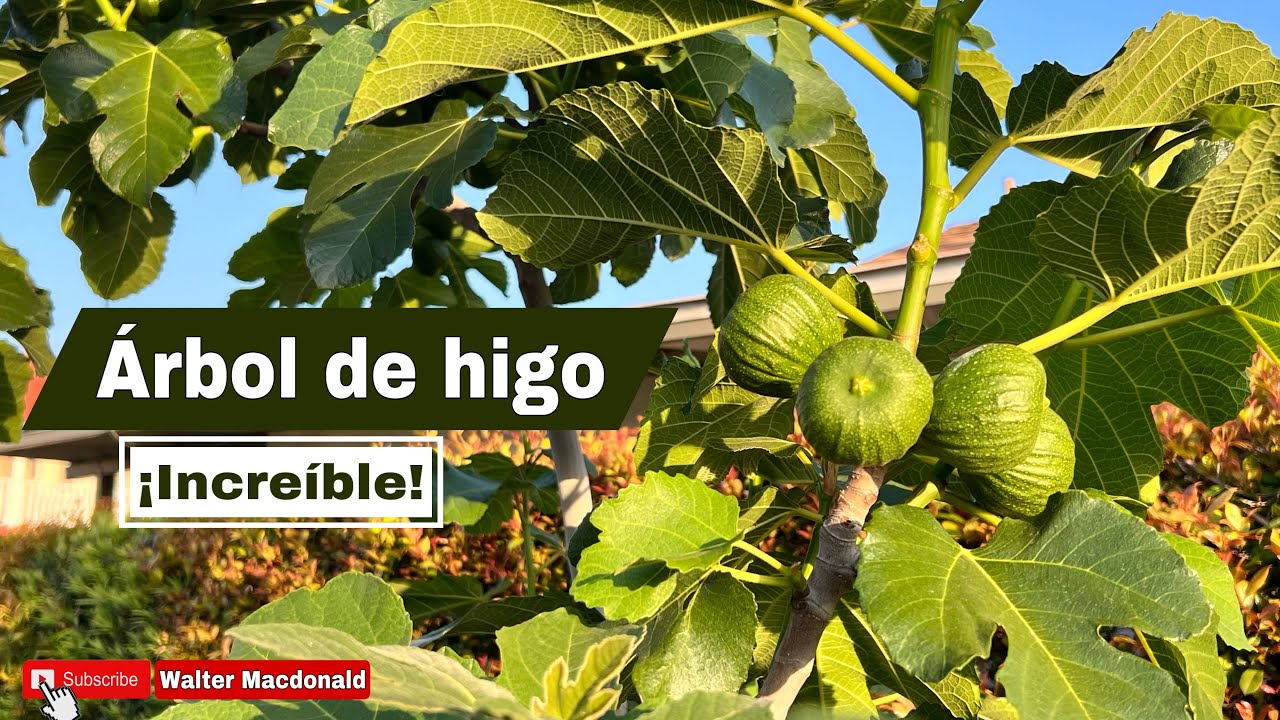 Árbol de higo ¡Increíble! /5-12-2023/ Orange California #macdonald #socal