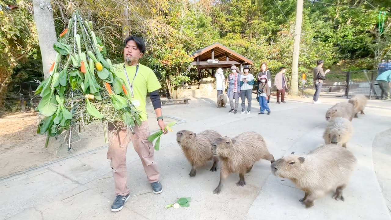 クリスマスツリーを大群で追いかけて来るカピバラ達