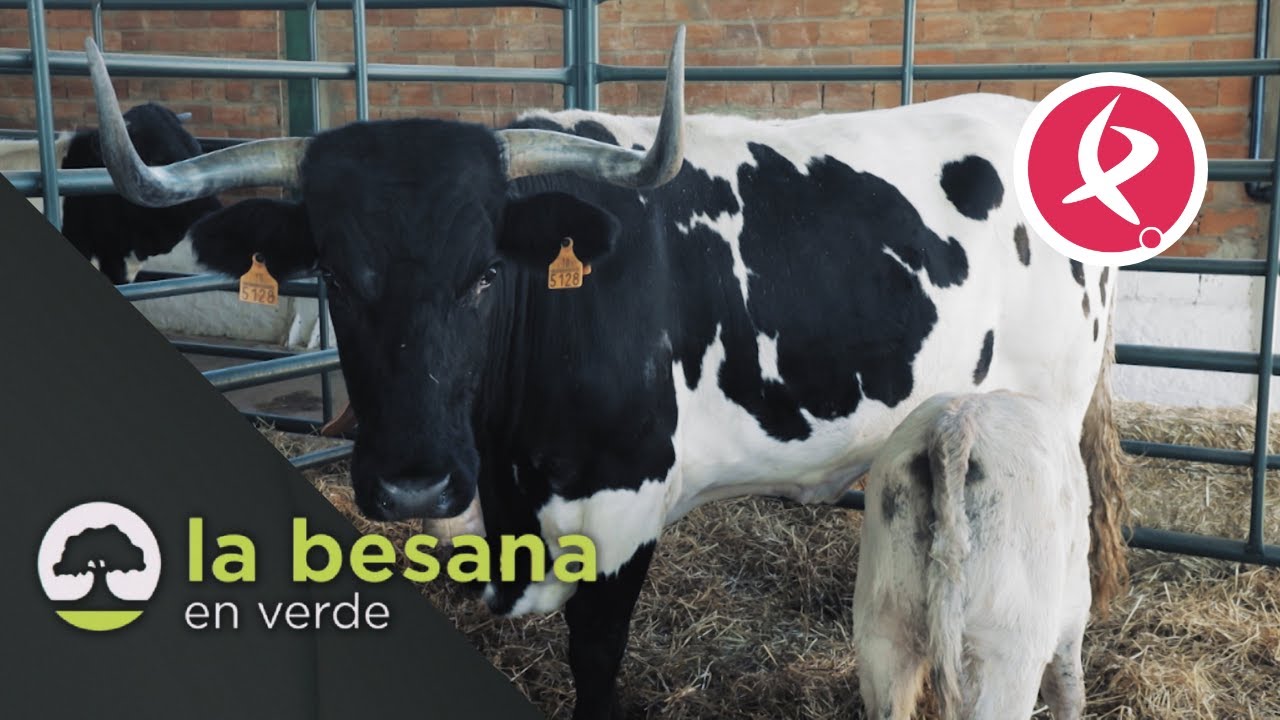 Zafra exhibe el mejor ganado de España | La Besana en Verde