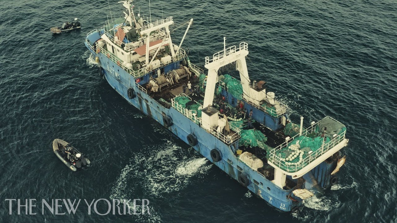 How Fish-Meal Production Is Destroying Gambia’s Waters | The New Yorker
