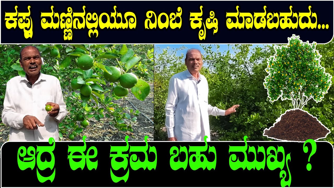 ಕಪ್ಪು ಮಣ್ಣಲ್ಲಿ ಸಹಾ ನಿಂಬೆ ಕೃಷಿ ಮಾಡಬಹುದು | Lemon farming in kannada @nanditvkarnataka