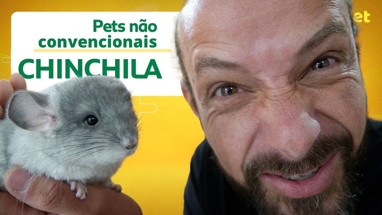 NÃO TENHA UMA CHINCHILA ANTES DE VER ESSE VÍDEO! | CANAL MAIS PET