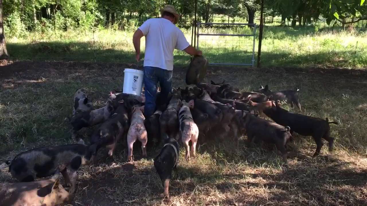 Moving free range pigs into fresh pasture at Pecan Valley Ranch