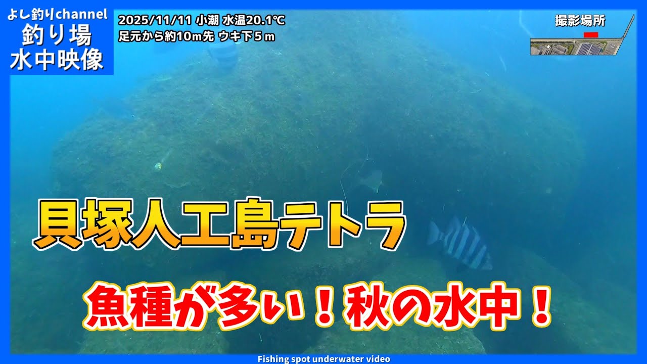 【魚種が多い！】大阪の釣り場  貝塚人工島テトラ  2025年11月 晩秋の水中映像  No.439