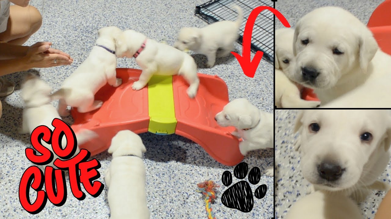 LABRADOR PUPPIES CONQUER THE SLIDE FOR THE FIRST TIME!