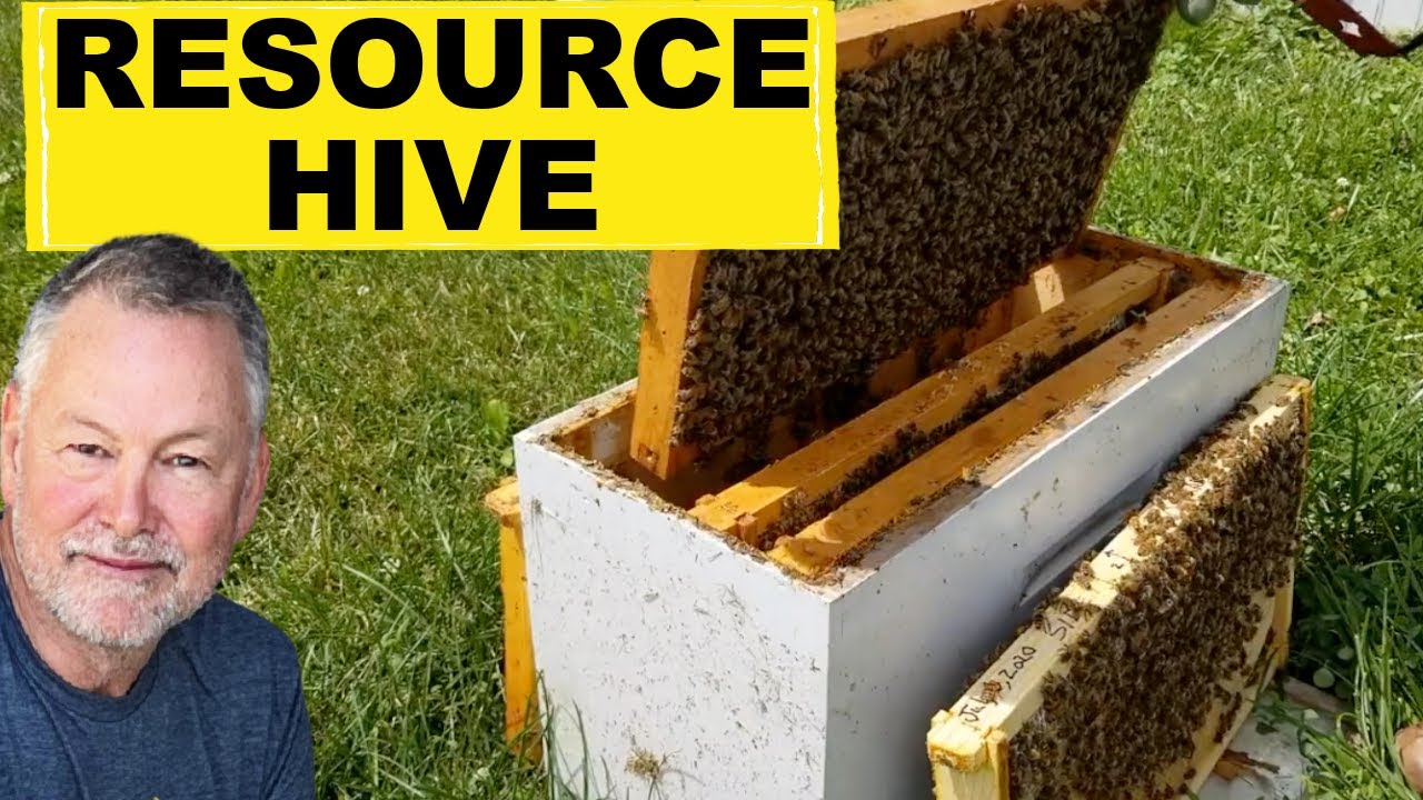 Beekeeping: How To Use A Resource Hive