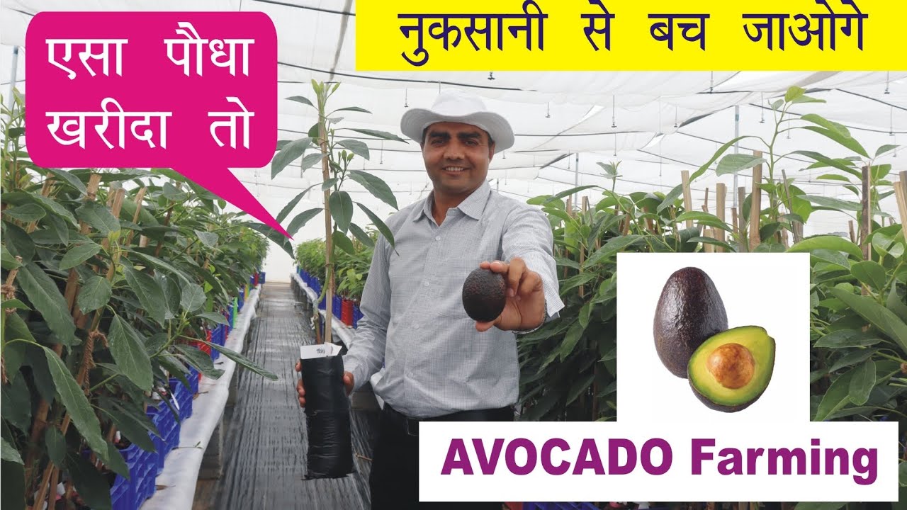 Avocado ऐसा पौधा खरीदा तो नुकसानी से बच जाओगे । IG Deccan exotic । #butterfruit । 7702071045