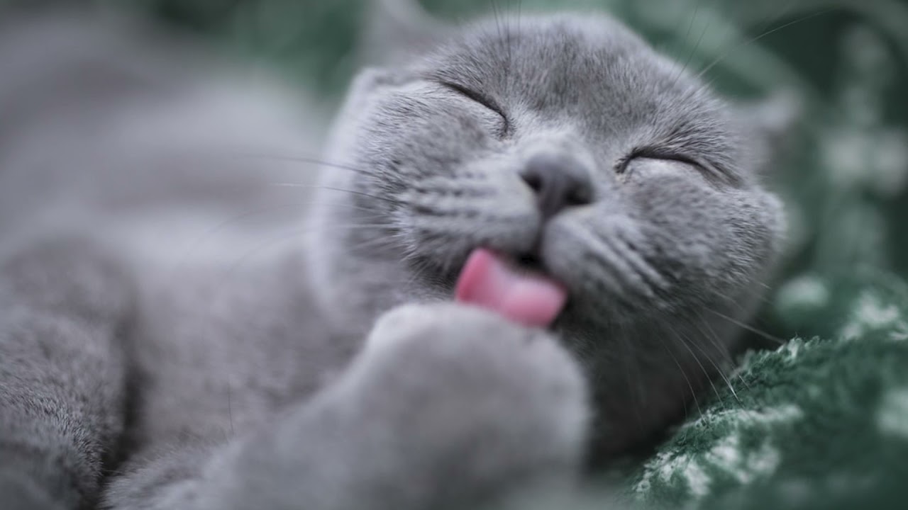CHAT QUI MIAULE | 1 HEURE