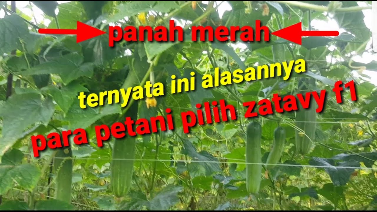 Keunggulan timun zatavy f1