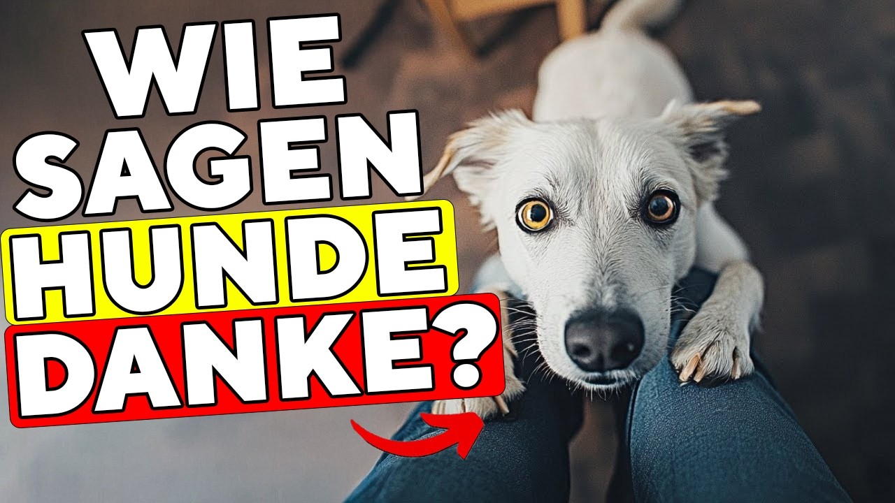 16 Arten, wie ein Hund seinem Besitzer DANKE sagt!