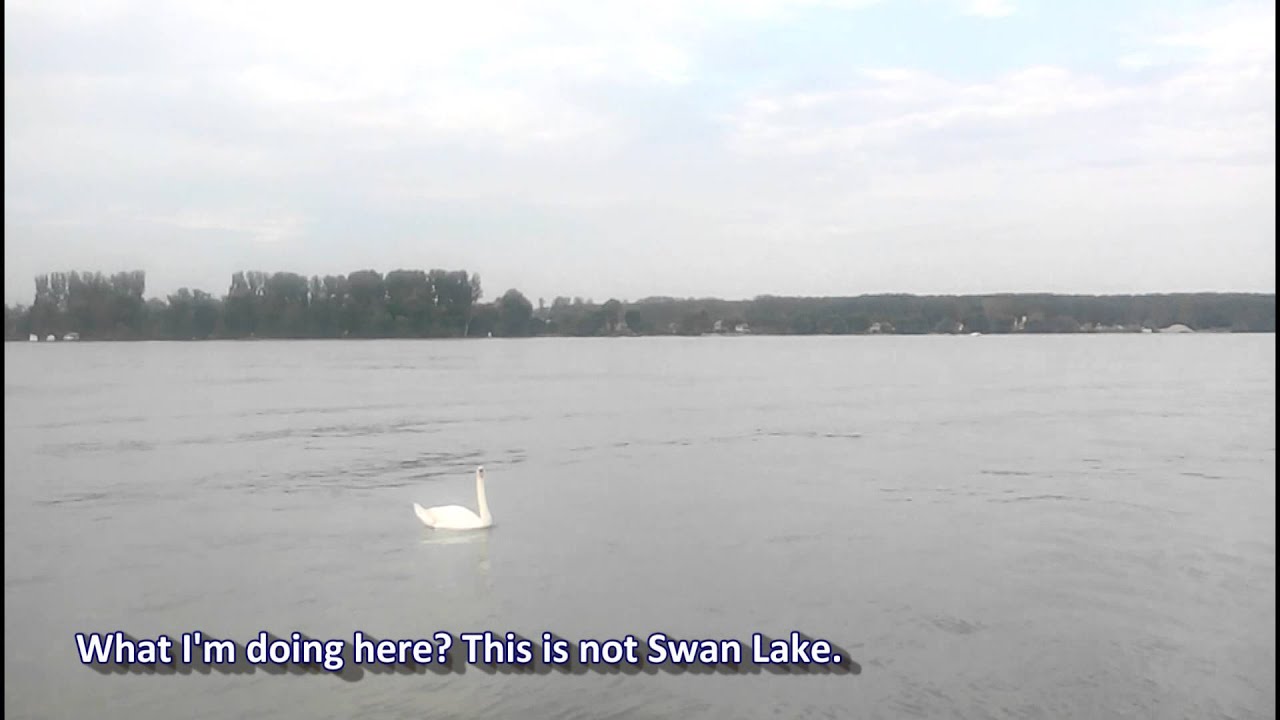 Labud na Dunavu / Swan on Danube