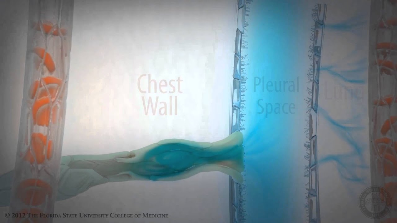 Pleural Space:Part 2 of 3- Pleural Fluid Dynamics [HD]