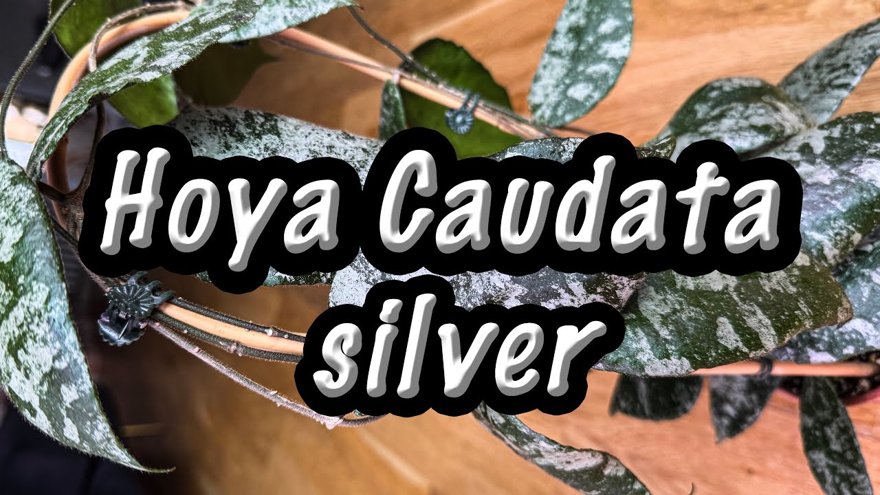 Hoya Caudata silver