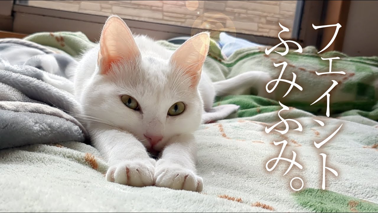猫のフェイントに騙された。