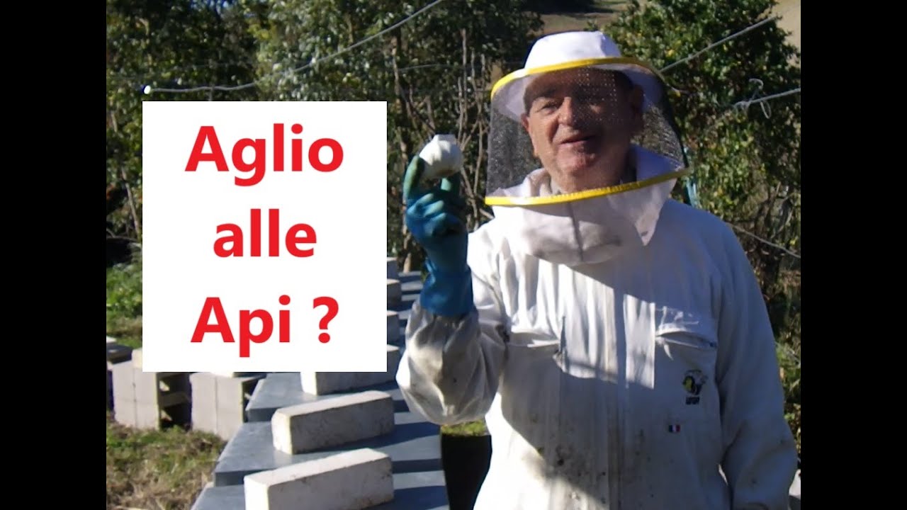 Aglio alle Api ? Alimentazione antivarroa