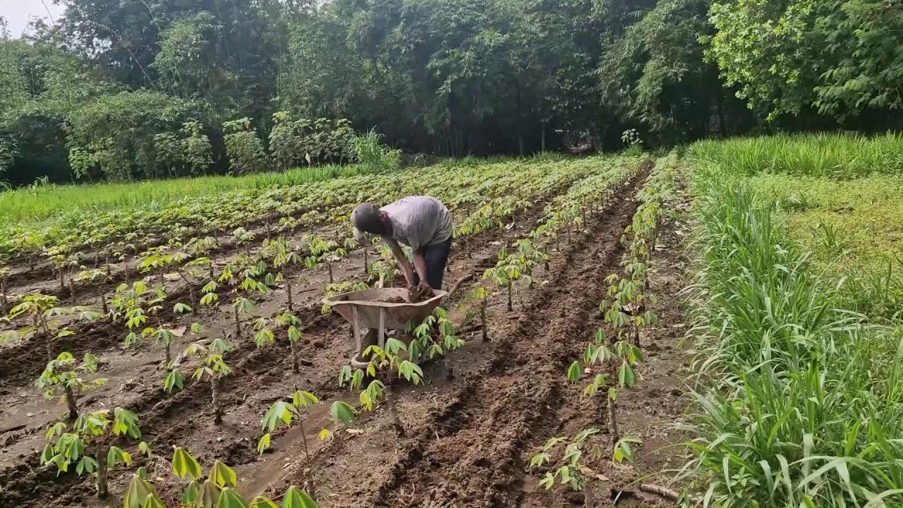UNIQUE METHOD TO FERTILIZE CASSAVA PLANTS EFFICIENTLY WITH COMPOST - Agriculture Gardening