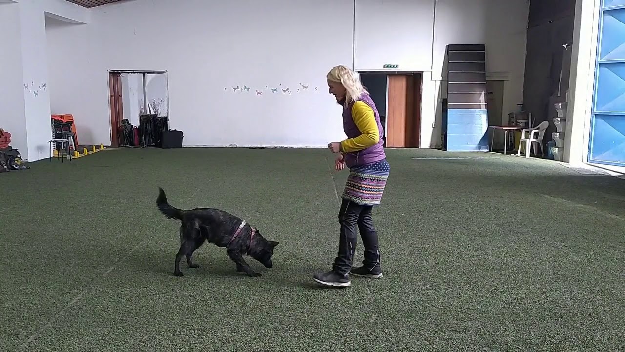 DOMA SE PSEM - chytání za postroj a manipulace