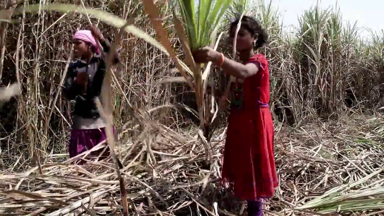 Promoting climate-resilient sugarcane cultivation