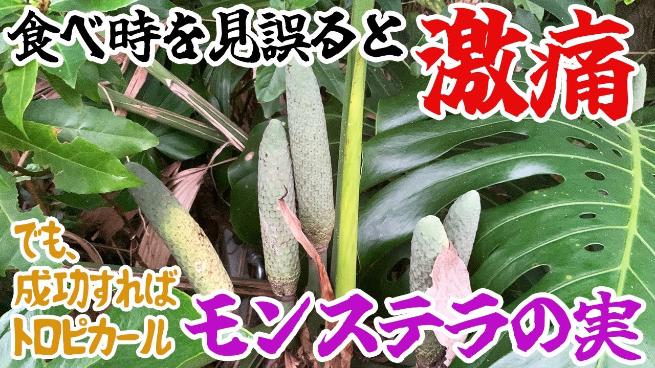 食べ時を見誤ると激痛！でも、美味しい外来植物の実