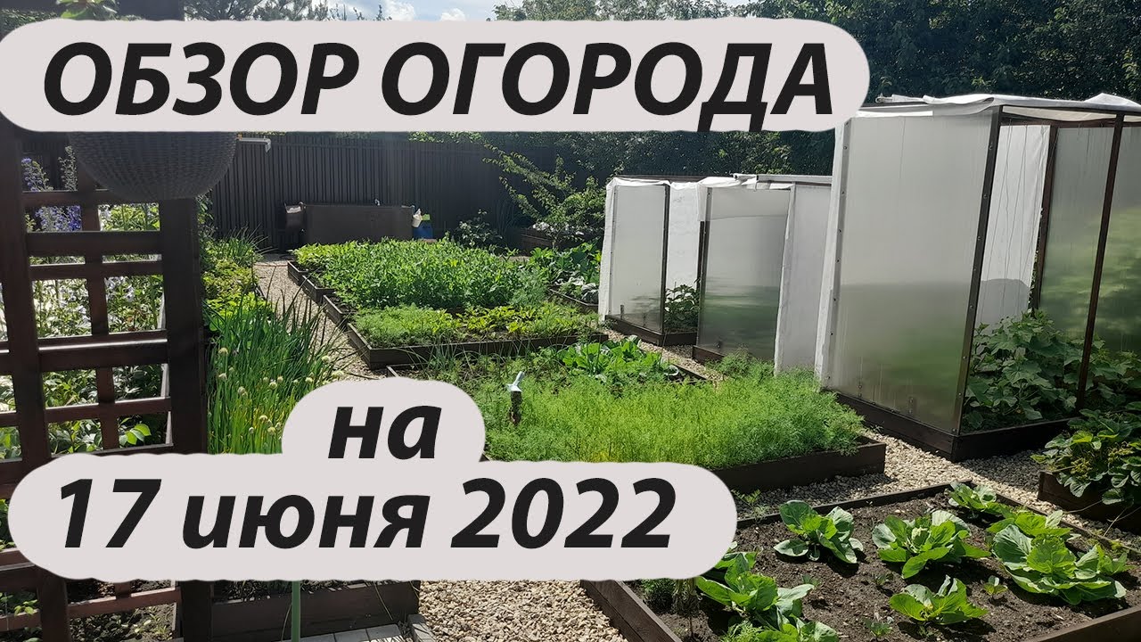 Обзор огорода на 17 июня 2022 года
