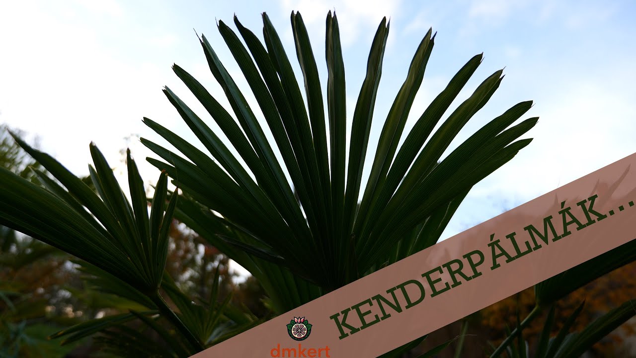 🌴Kenderpálmák magtermesztése, fagytűrő pálmák ismertetése🌴