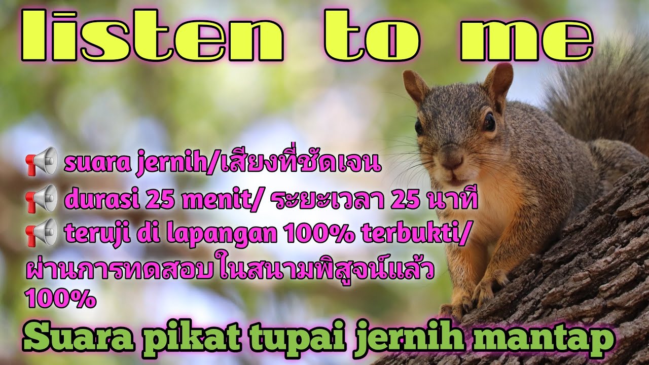 Suara pikat tupai paling ampuh dan jernih,กระรอกเทียบท่าทันที(no copyright)