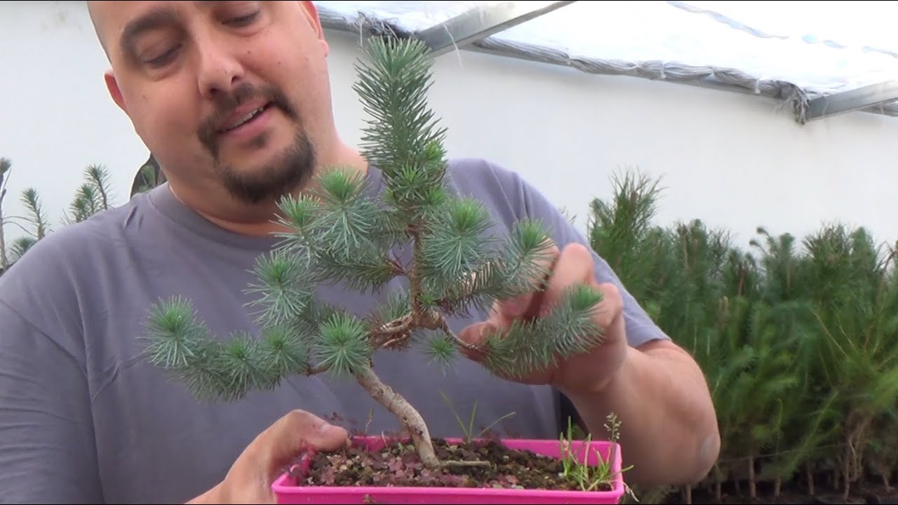 Nuevos bonsai zero pino