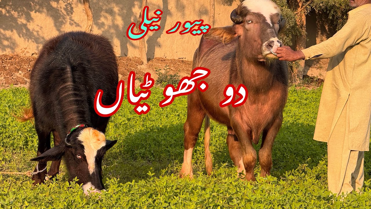 پیور نیلی کی دو جھو ٹیاں بریڈر pure Nilli high milking buffalo for sale in Punjab Pakistan 