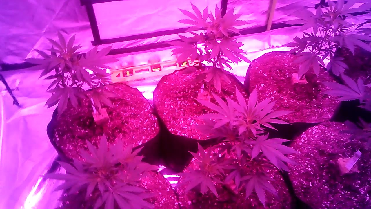Indoor cannabis led grow
