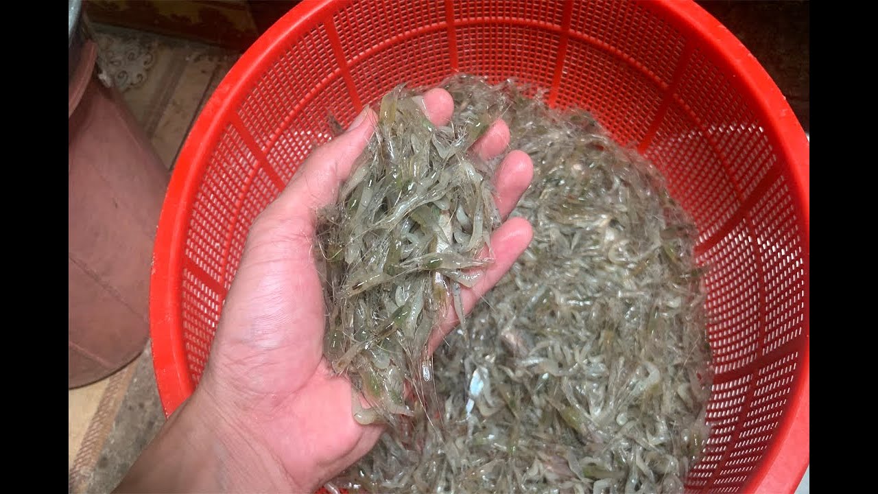 Tập 1: Bắt tôm, tép Ối giồi ôi || Shrimp catch || Hùng cua TV || Bình Phước
