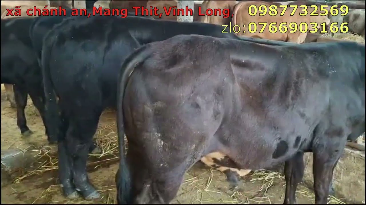 17/3/2026/,về toàn bò lỡ cực kỳ víp giá từ 18tr đến 26tr 3b, kem ,báo cụ thể ,   #traibovinhnguyen