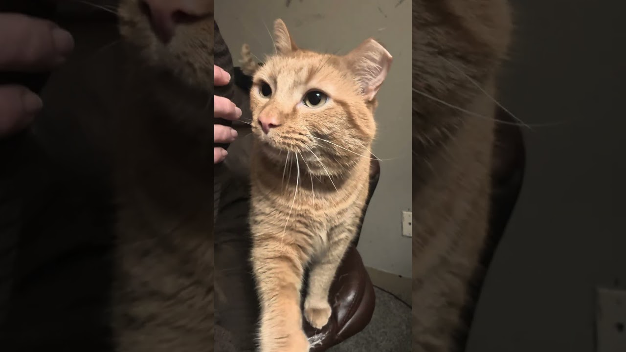 Energy with Mama Kitty 