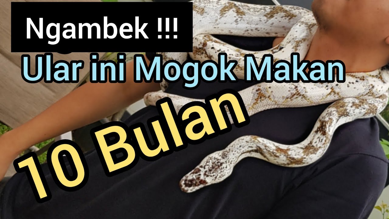 Edisi Ular: Setelah Mogok Makan 10 Bulan akhirnya ular ini...