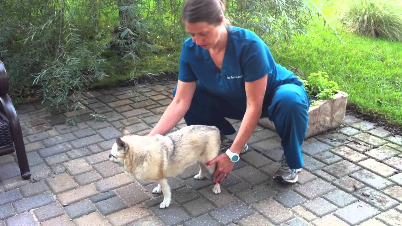 Dog Rehabilitation, Three Legged Stand (612)925-1121